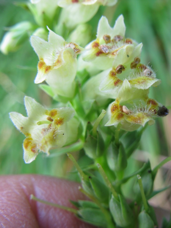 Digitalis micrantha (=Lutea  subsp.australis)